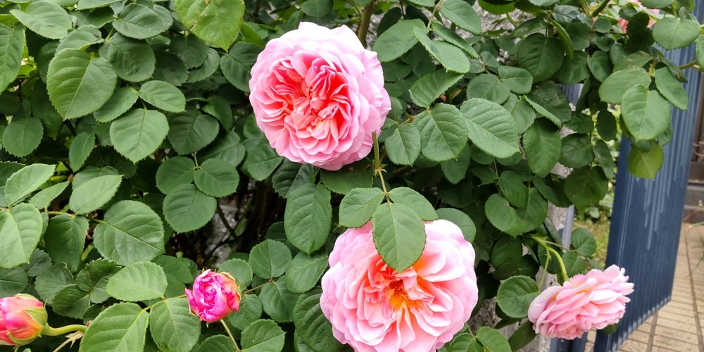 From My Garden 