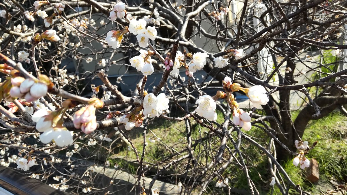 Looking for Signs of Spring with My Dog