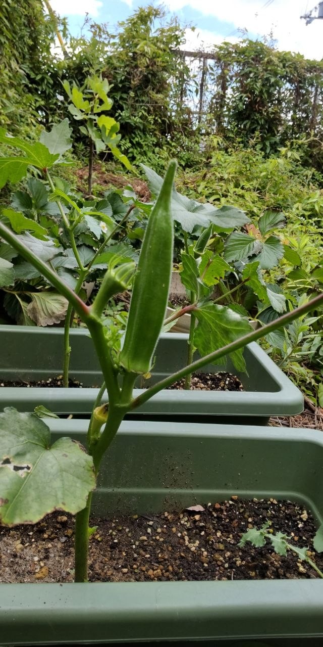 From a 55-Yen Packet to Fresh Okra