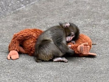 Hang in There, Punch! 