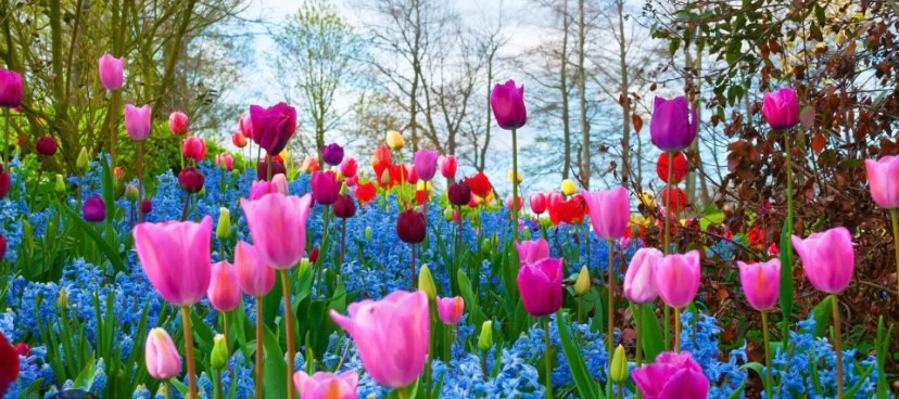 La Primavera 