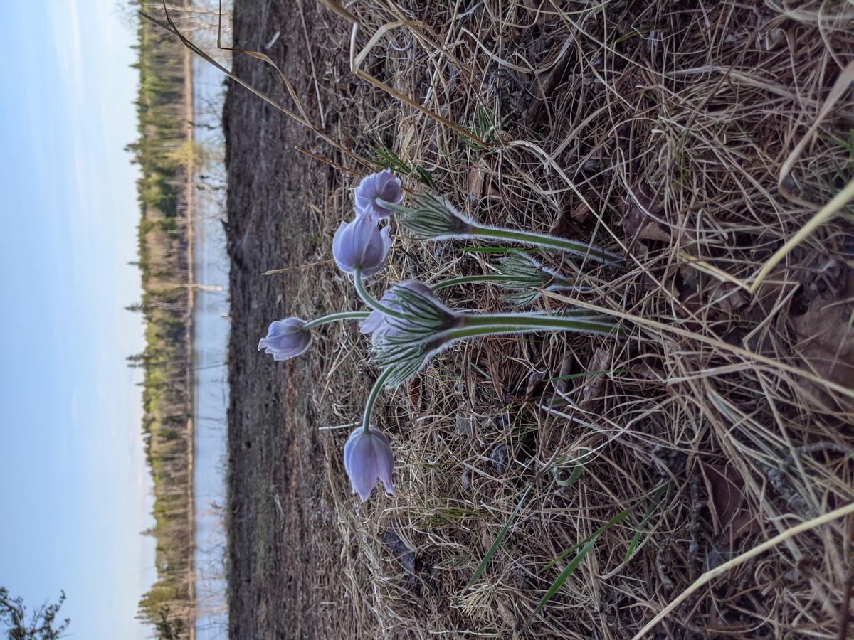 Le printemps