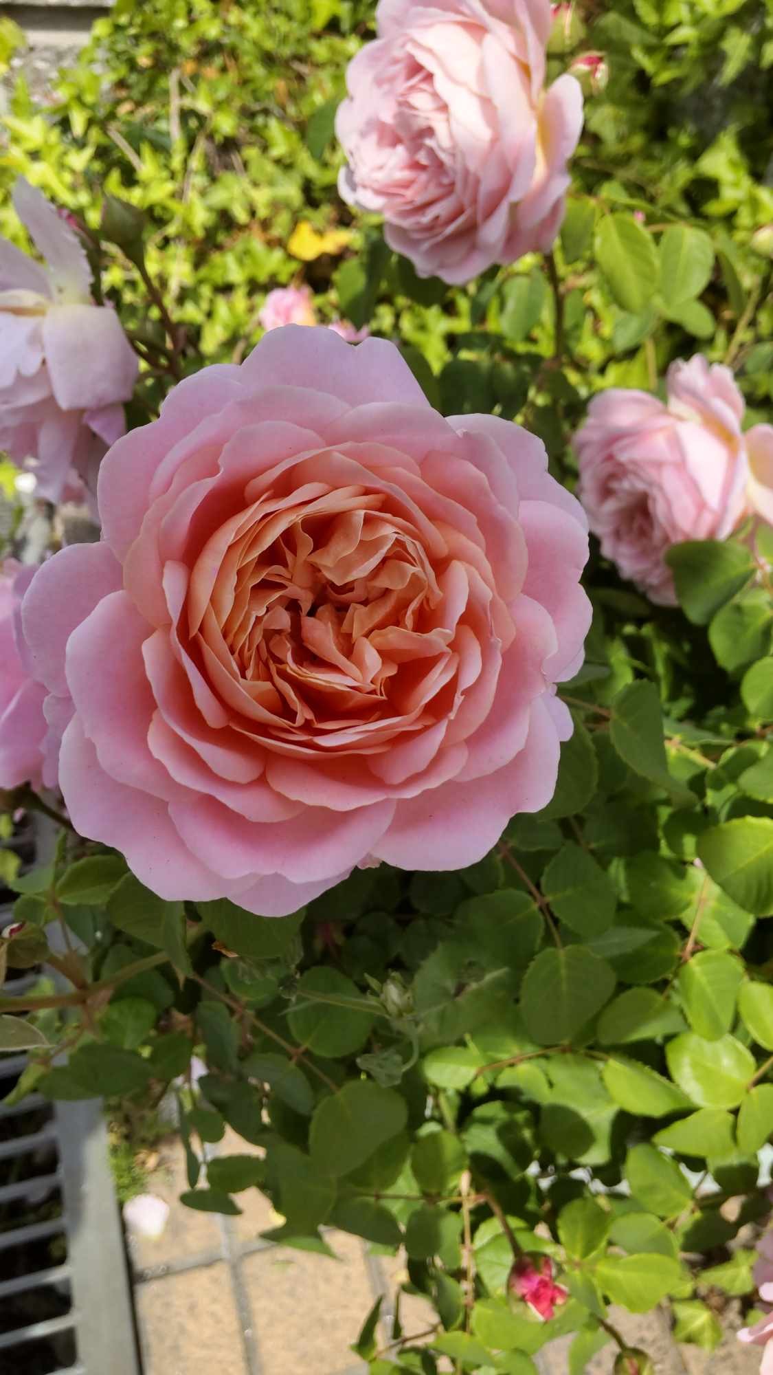 From My Garden Part 3 