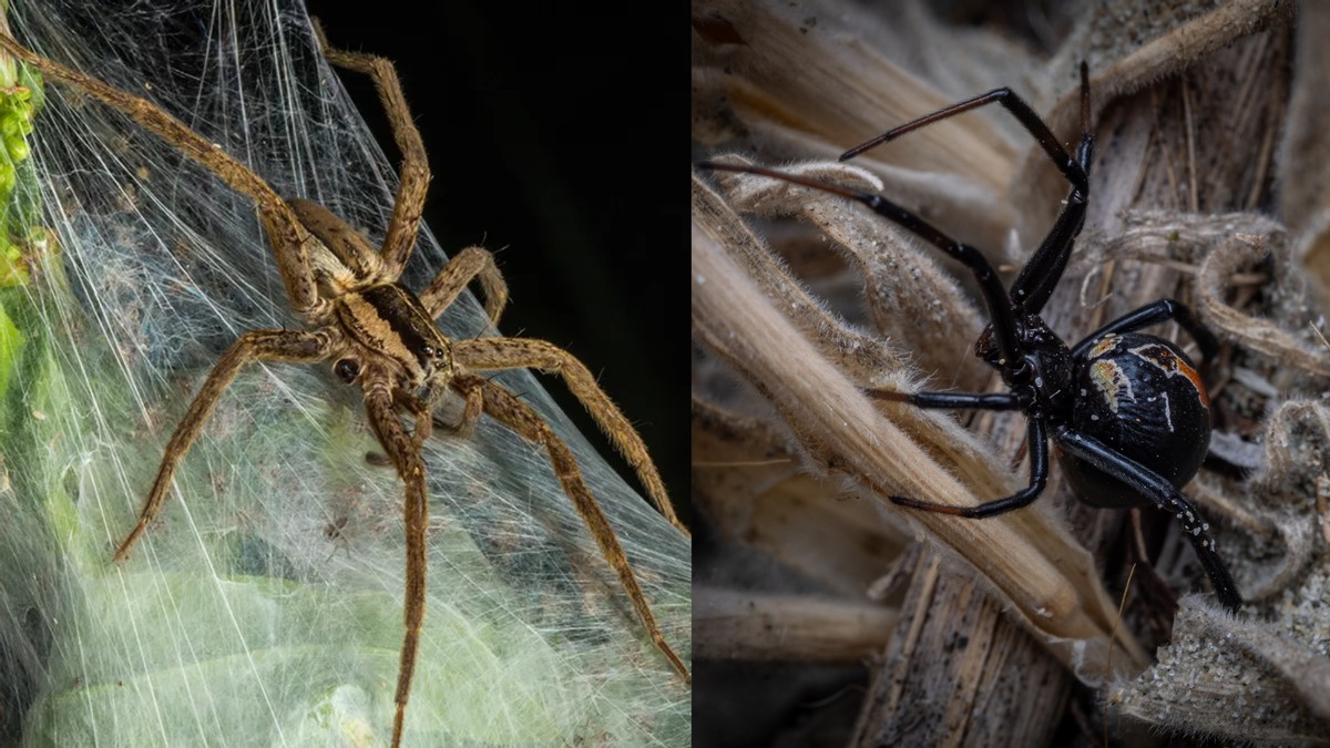 Ágil, cautelosa y acechante... la araña