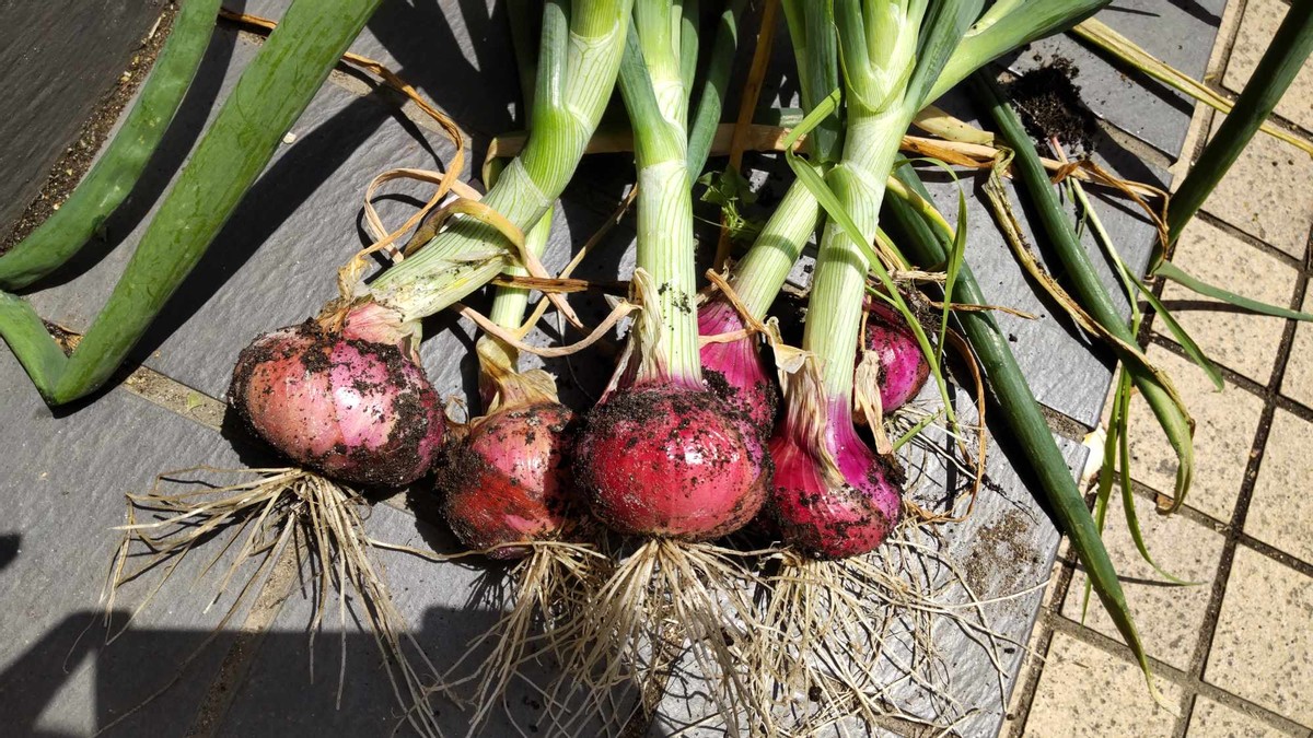 My Homegrown Red Onions 