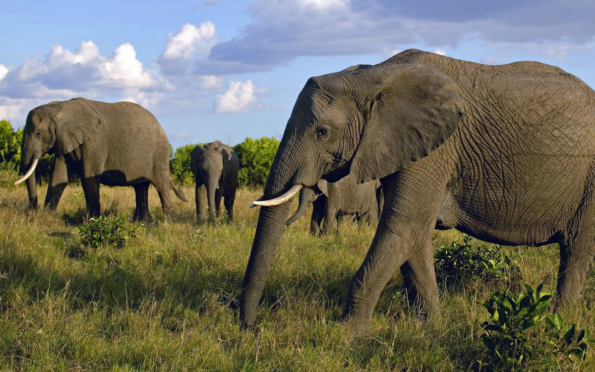 Die Tiere
