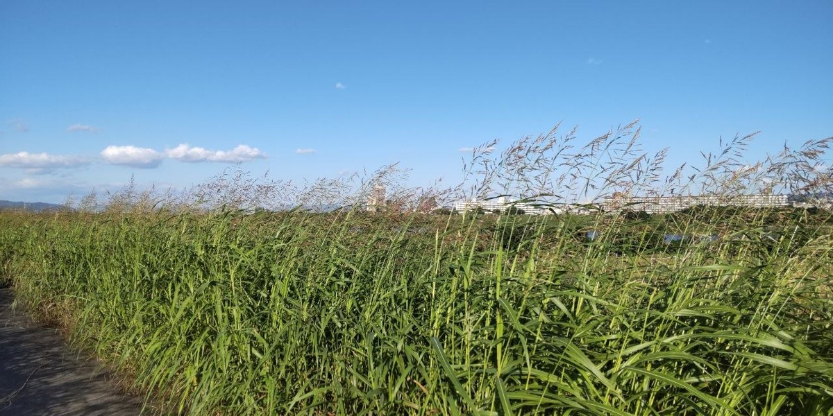 Coco, Kai, and Rice Harvesting