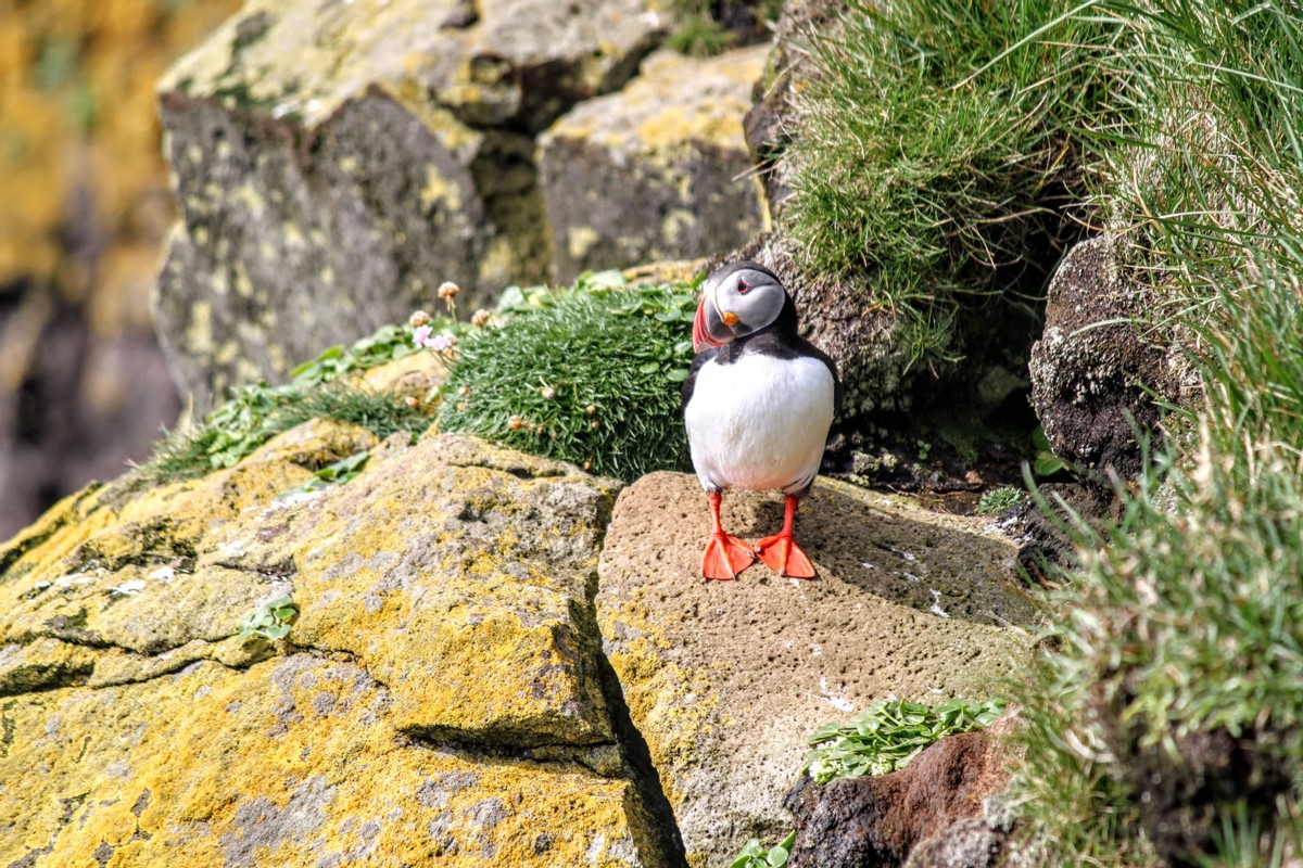 Papageientaucher in Island