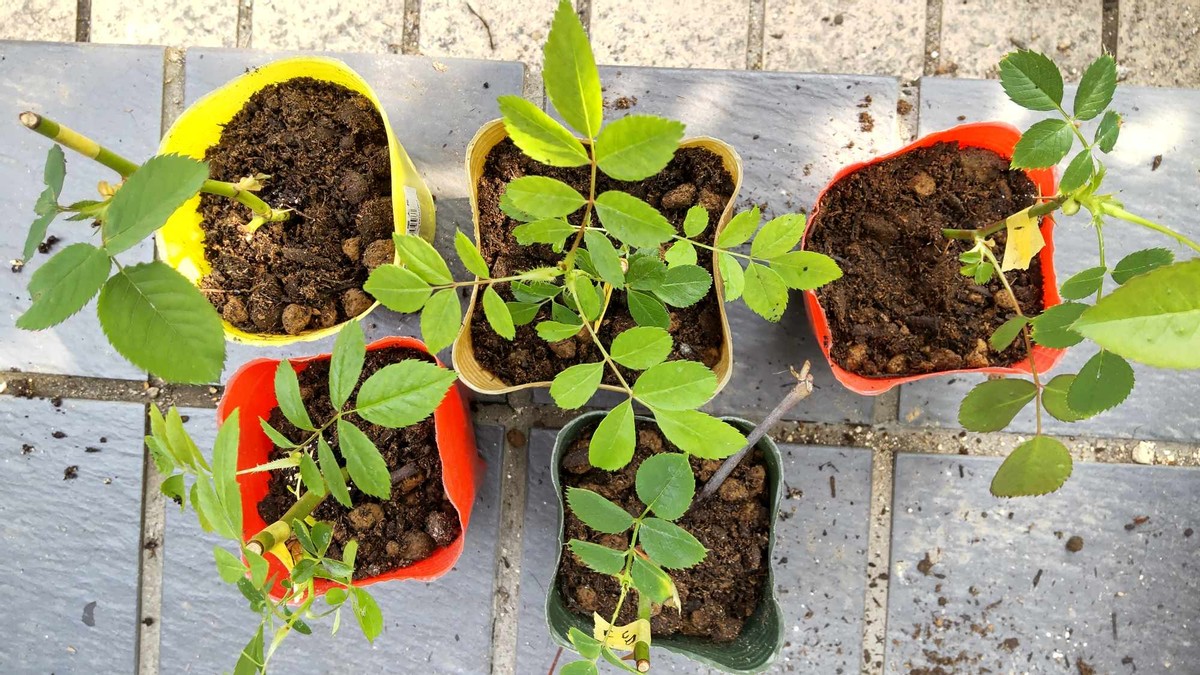 Let's Take Cuttings! 