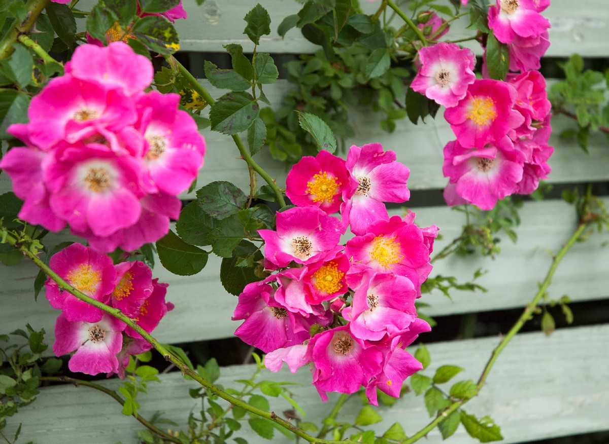New Rose Bush