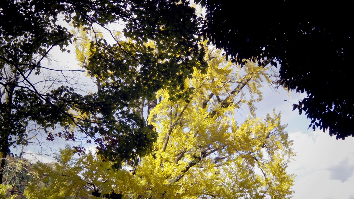 Golden Moments Under a Huge Ginkgo Tree