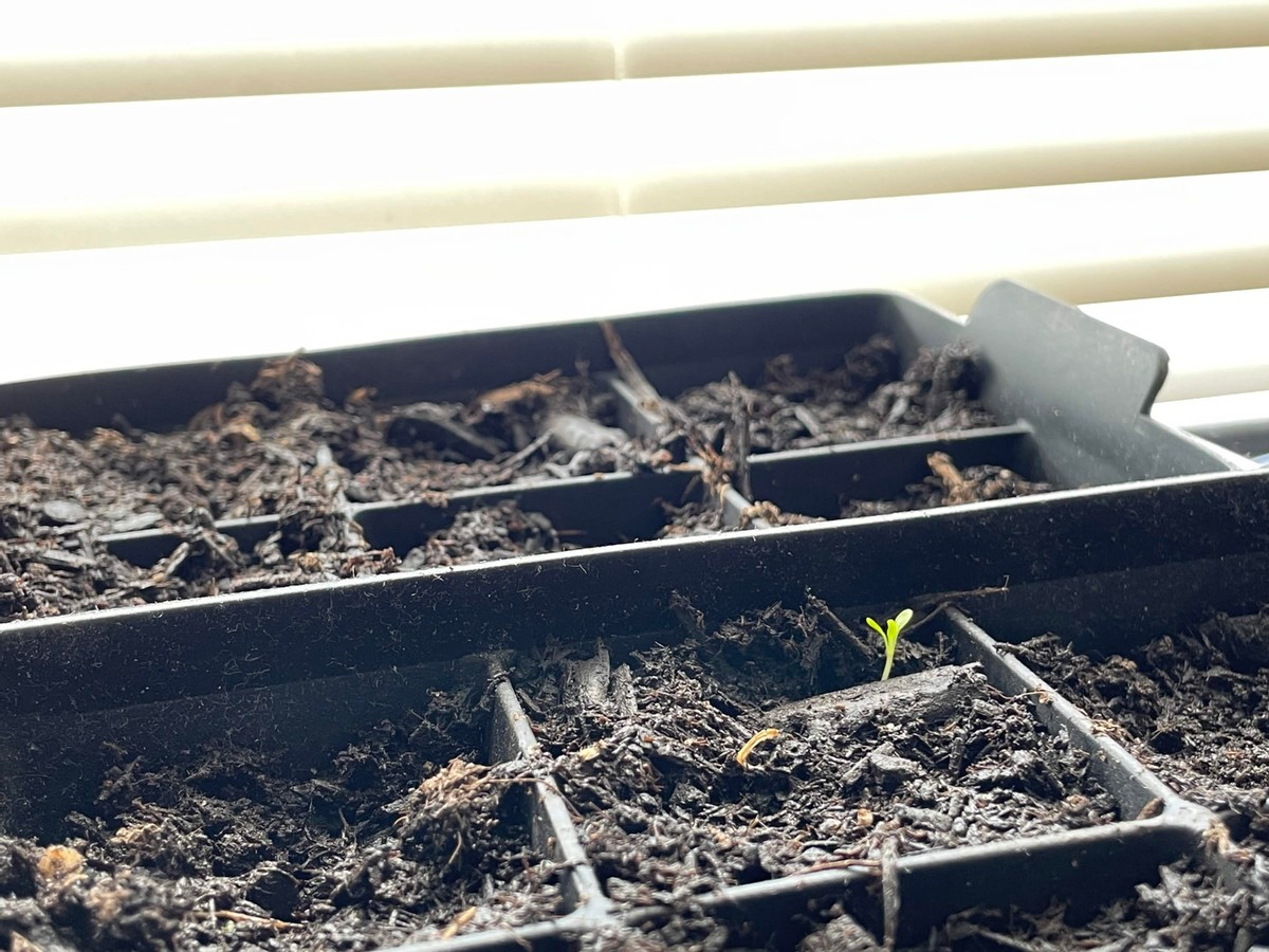 Mon jardin de teinture