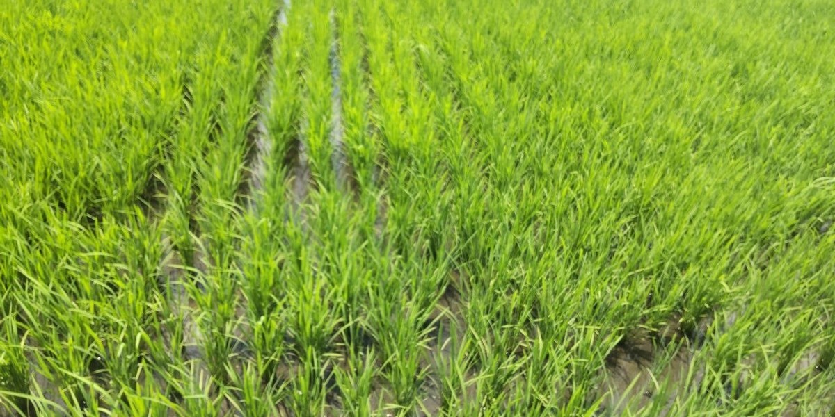 Rice Paddy Part 2