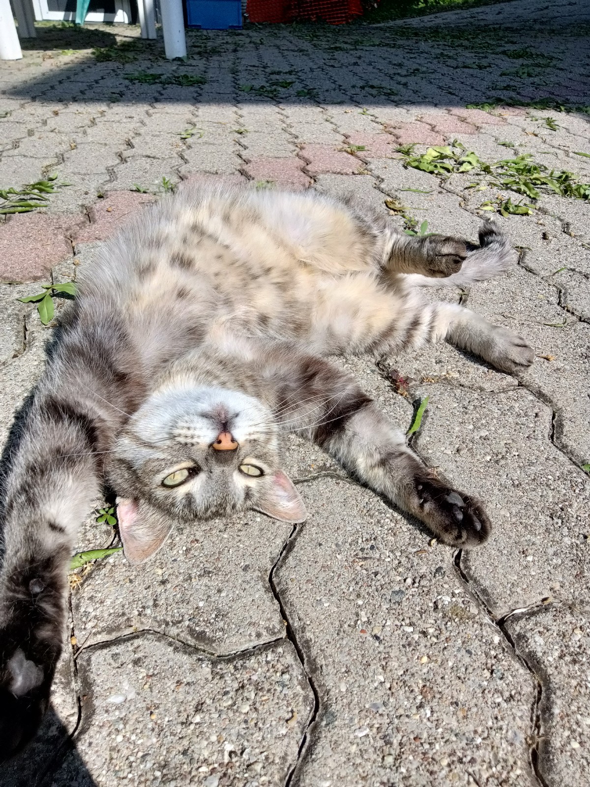 Mes chats 