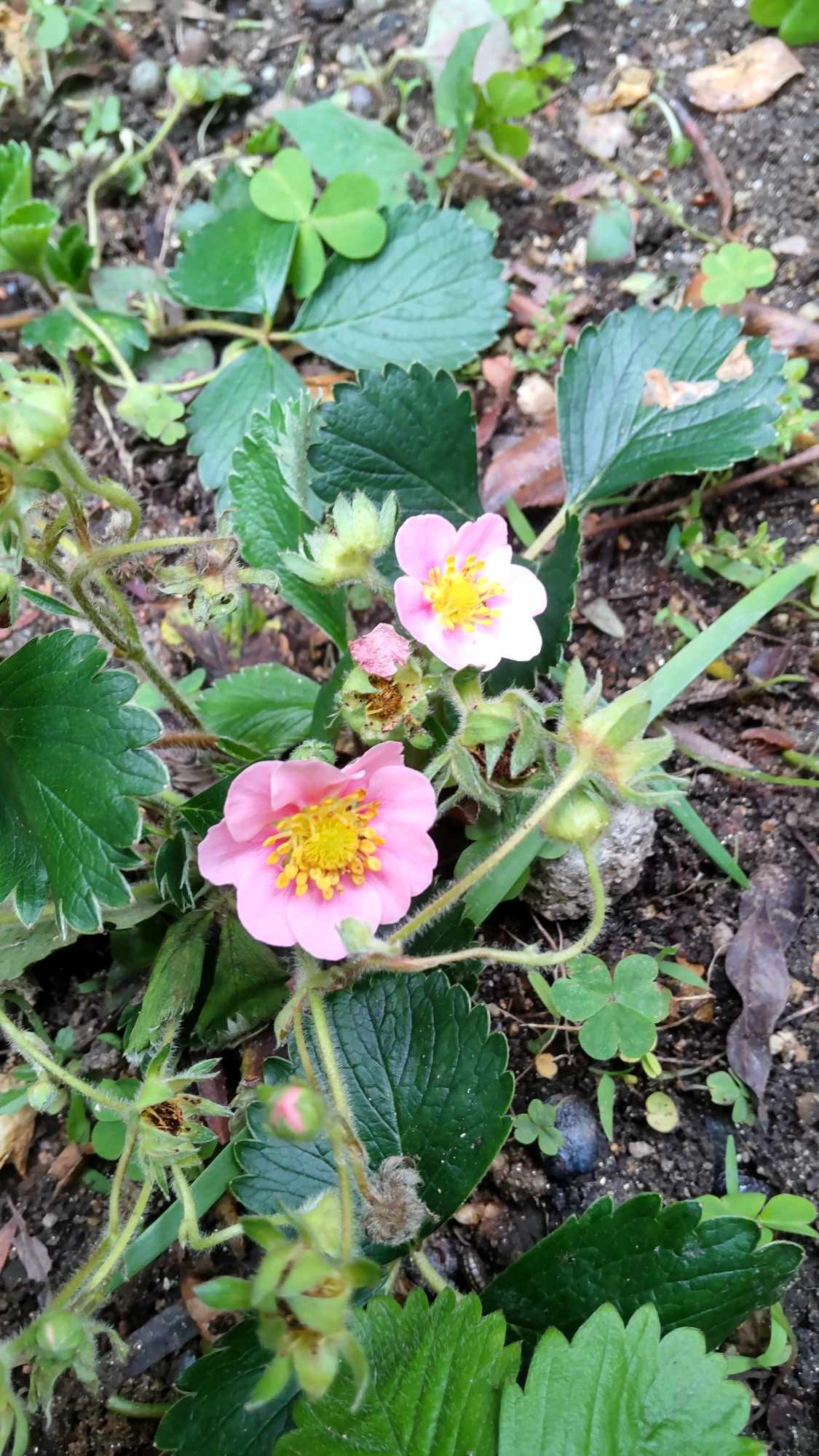 Yakuzen Cuisine and Wild strawberries 