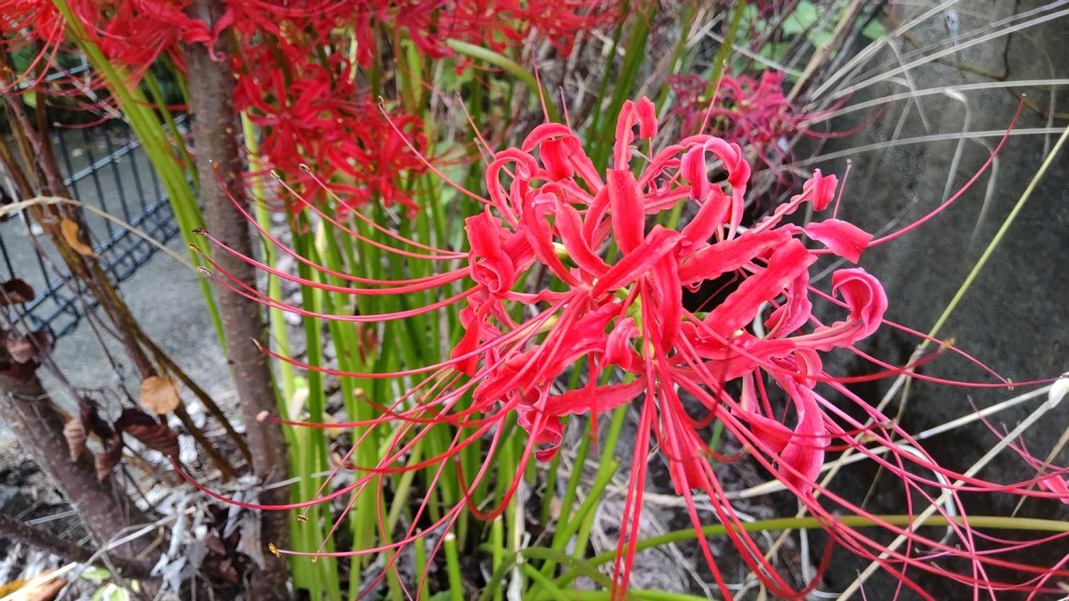 Red Spider Lily