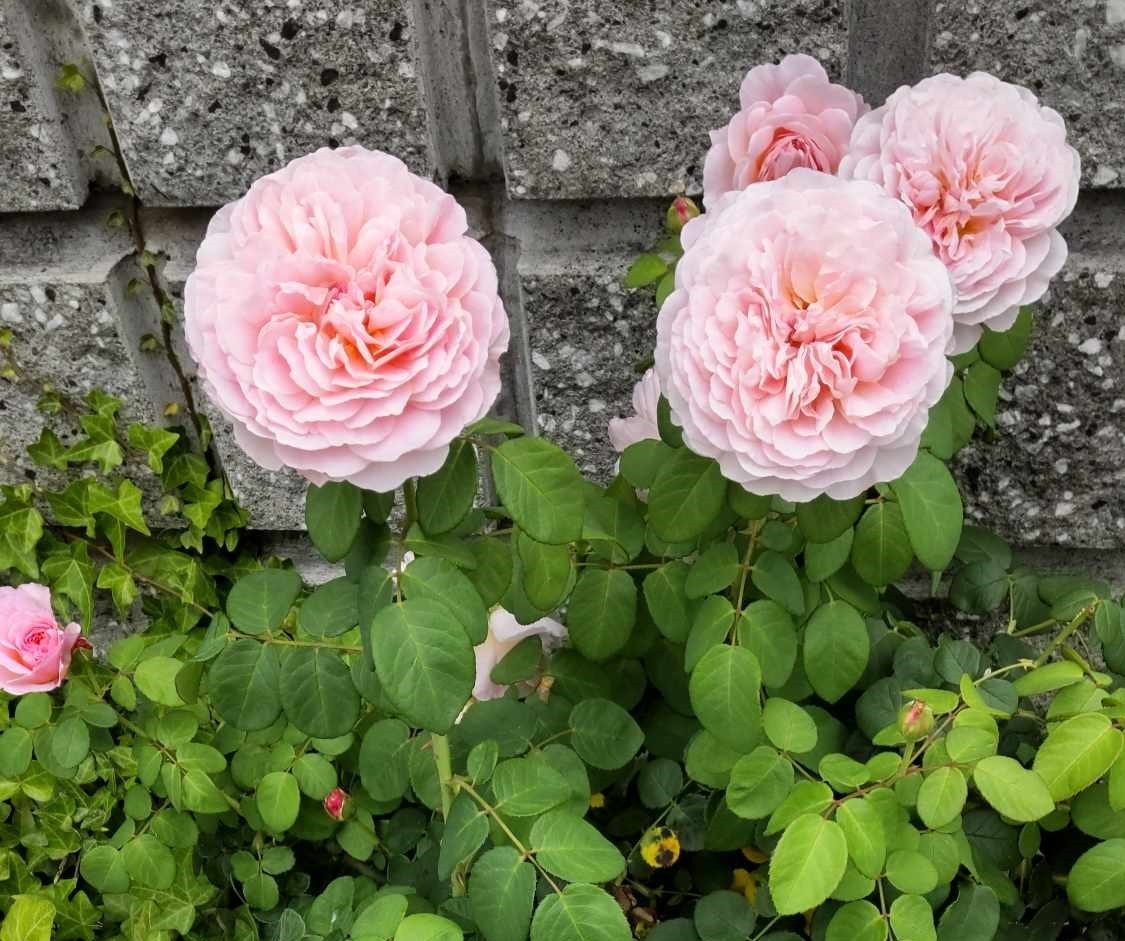 Roses in the Rain 