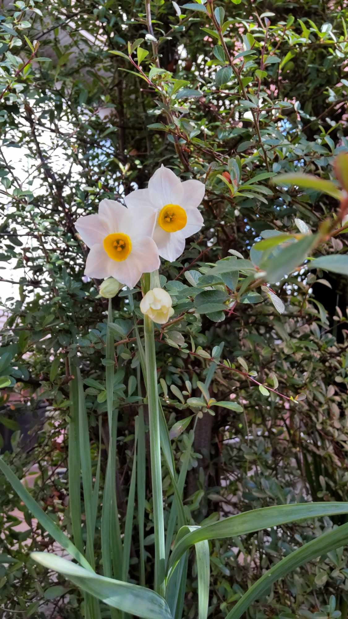 Narcissus (plant)