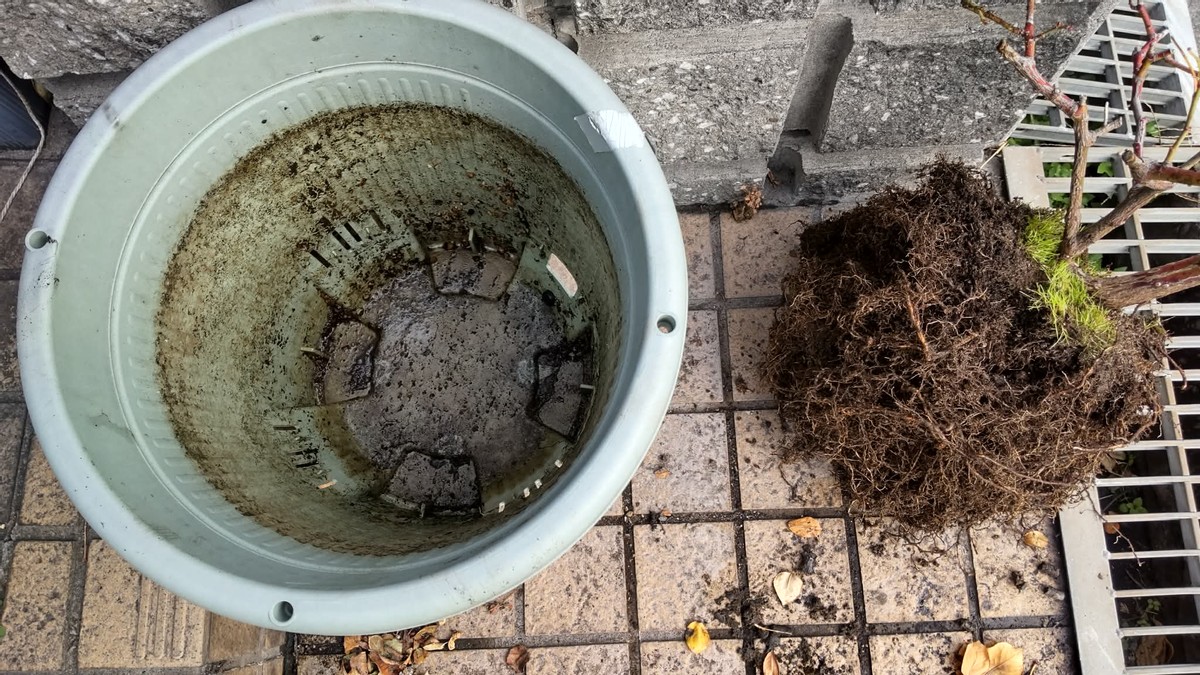 Taking Care of My Roses