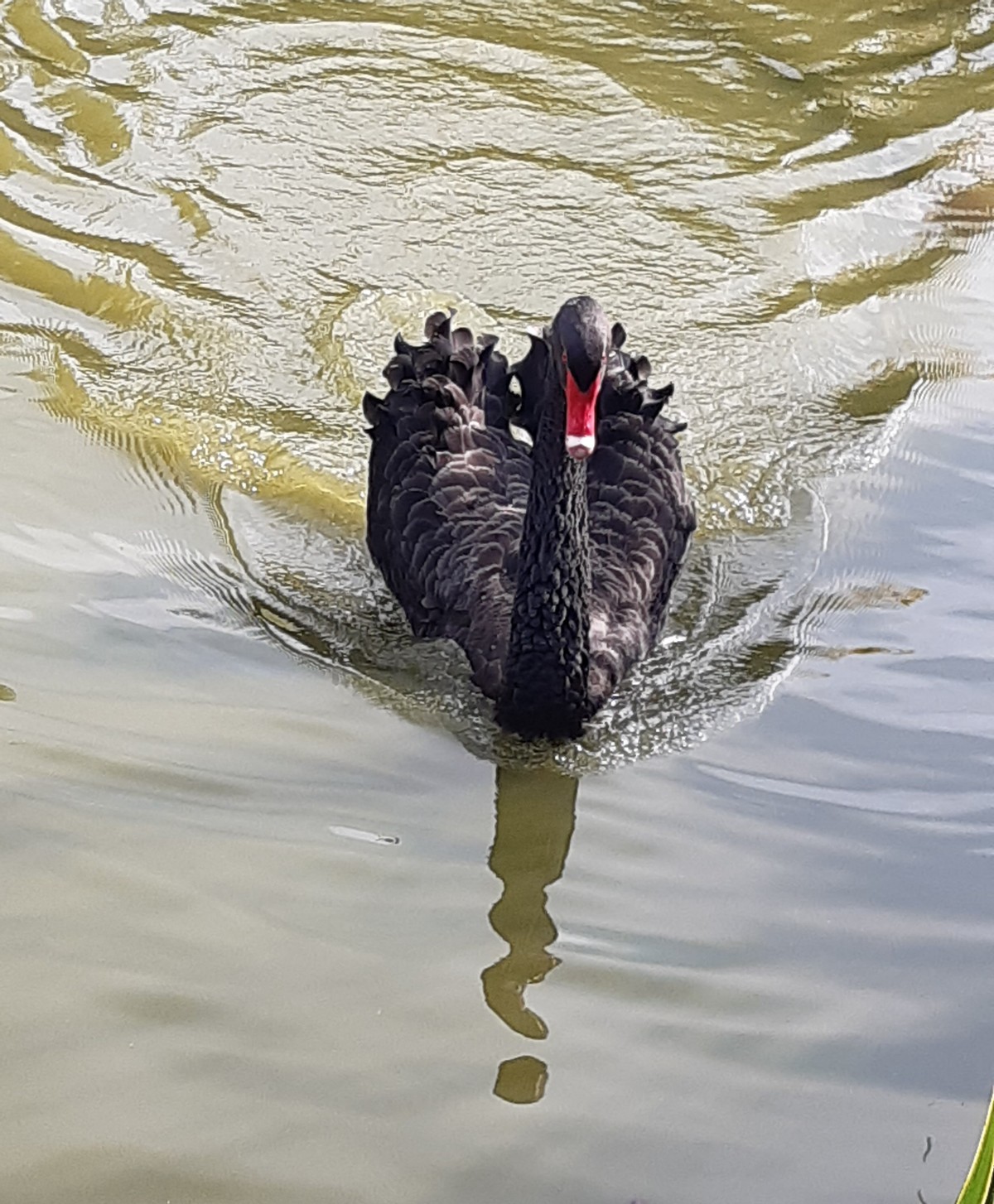 Schwäne und Schlösser