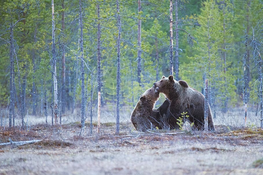 Finlandia: tierra de los bosques