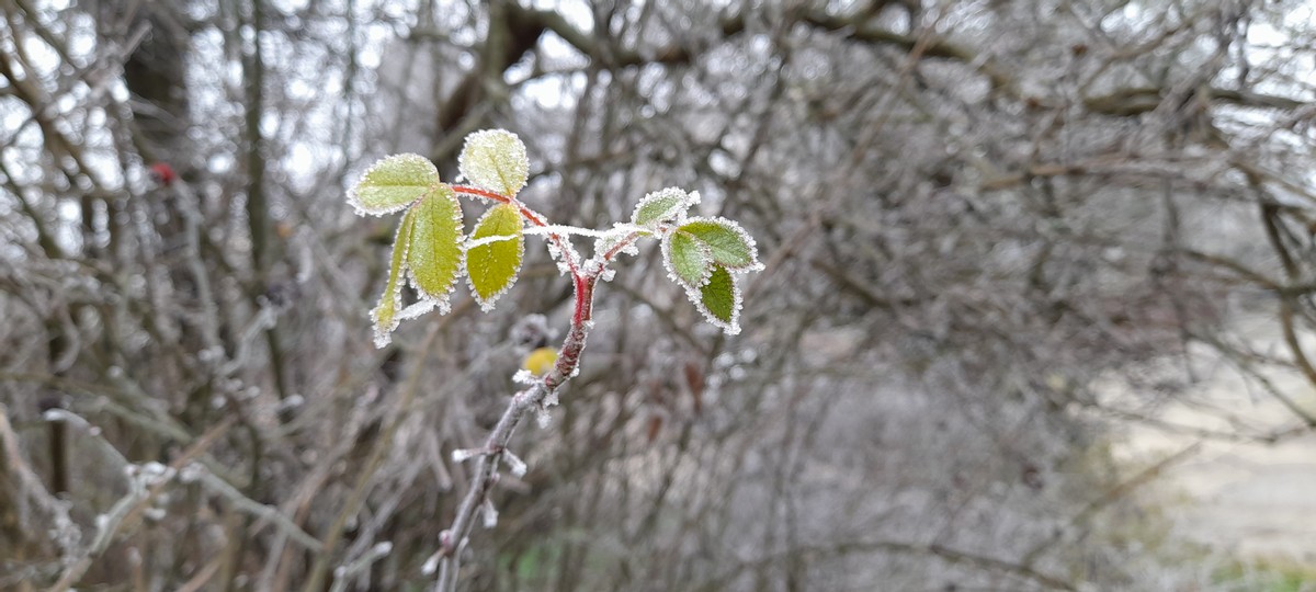 A Winter Walk (Gothic berries and Fairy Leaves)