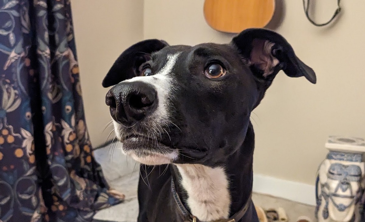 Il mio Cane