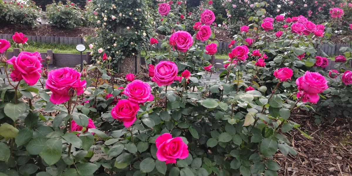 A Rose Garden 