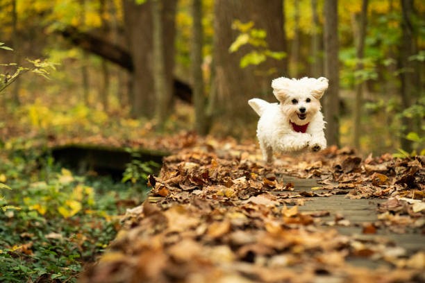 Un día grande para un perrito