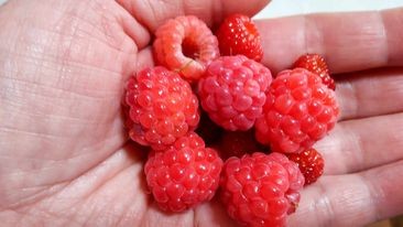 Raspberries 