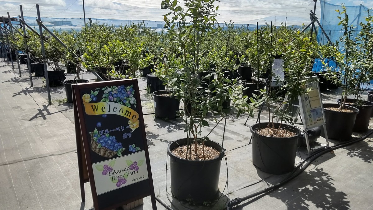 I Visited a Blueberry Farm with My Family