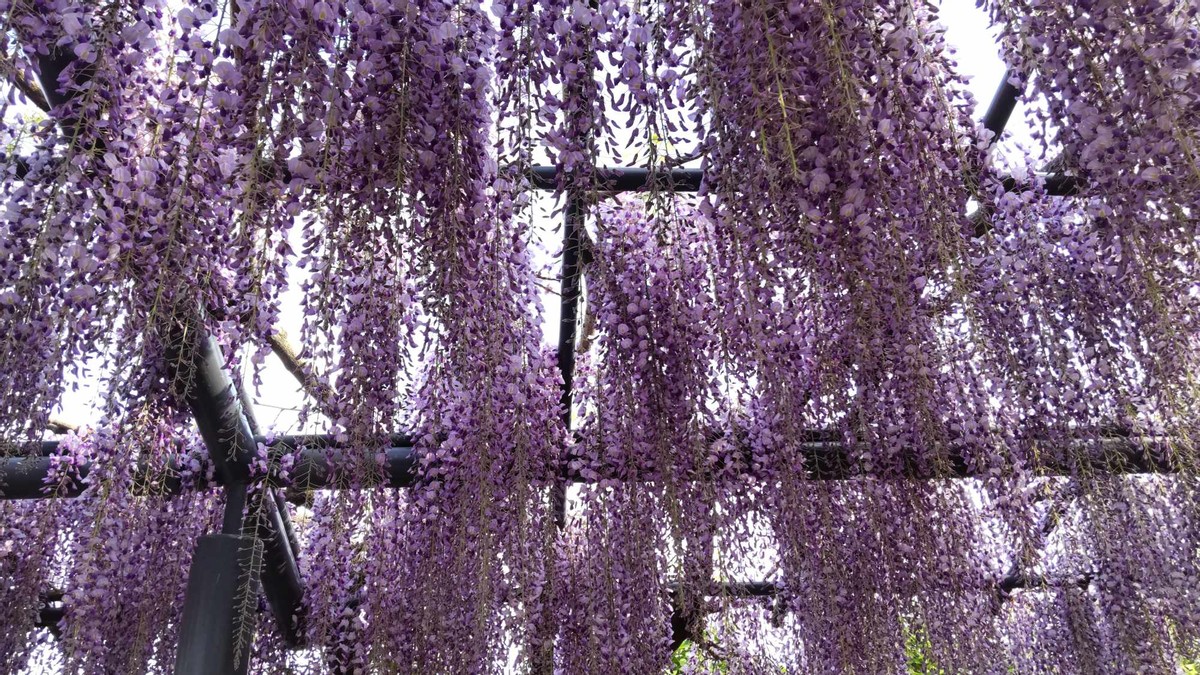 Wisteria in Banpaku Park 