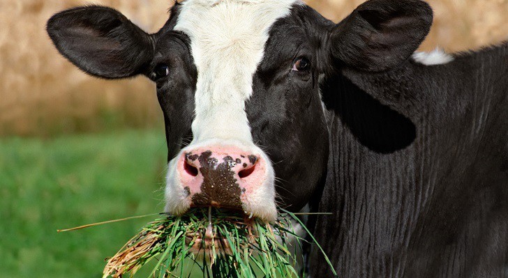 ¿Las vacas son capaces de pensar o no?