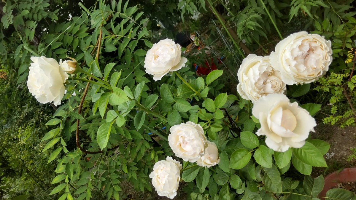 Roses in The Late Summer 