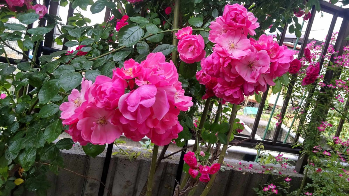 From My Garden, The Rose Edition Part 4