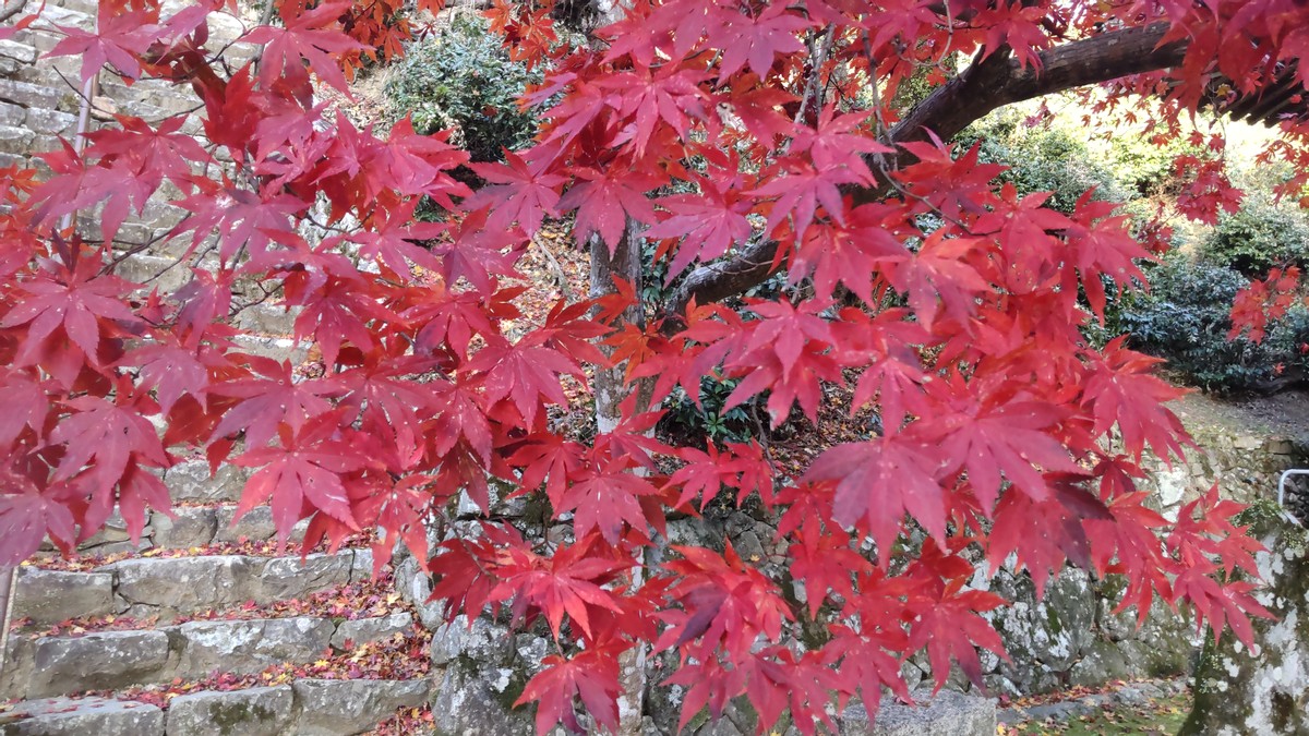 Leaves Changing Color Part 2 