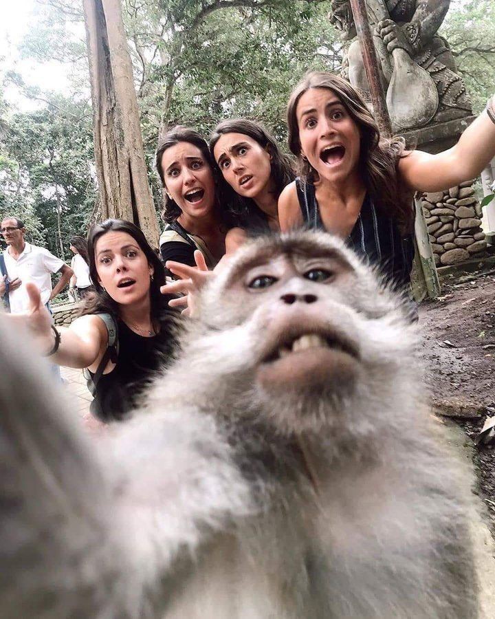 I love monkeys who take selfies