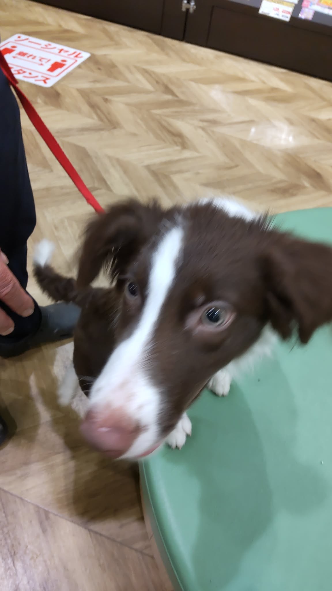 Adopting a New Family Member 