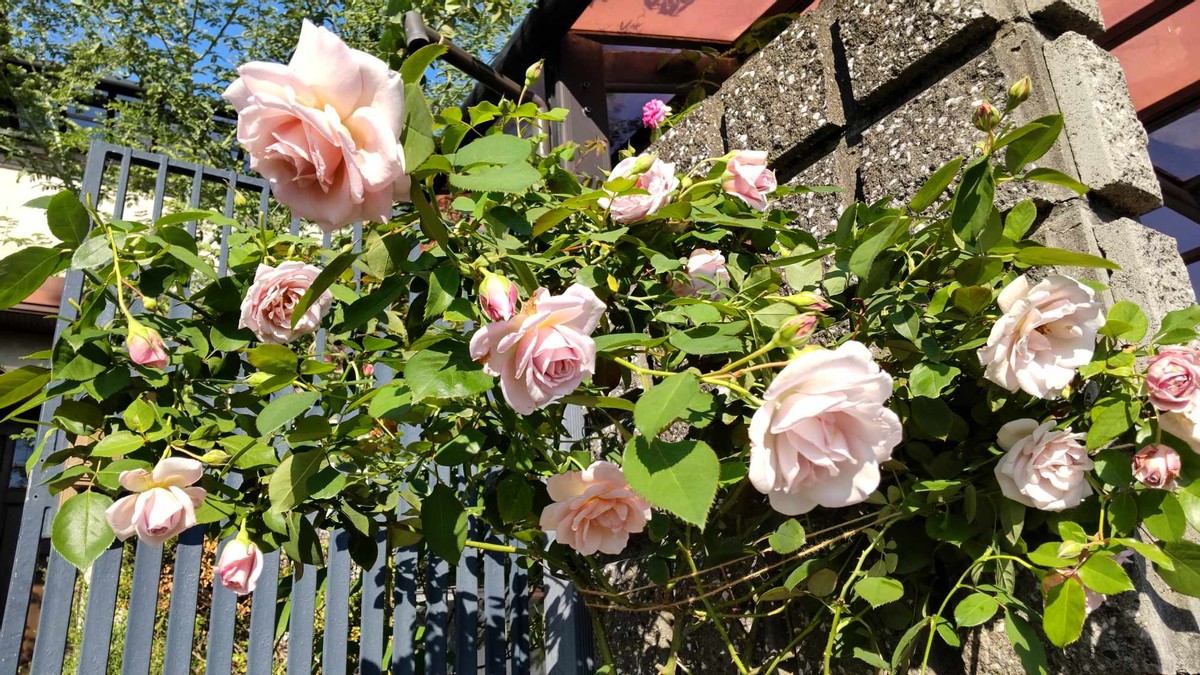  Roses in Late Fall