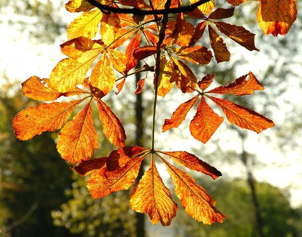 Chestnut Leaves