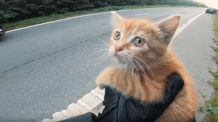 un petit chat sauvé