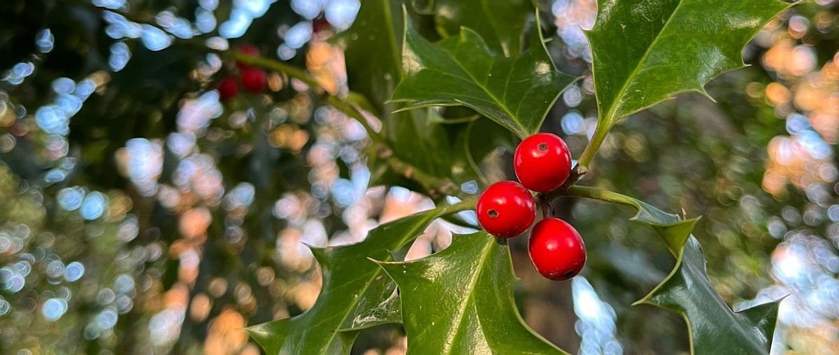 Spaziergang im botanischen Garten