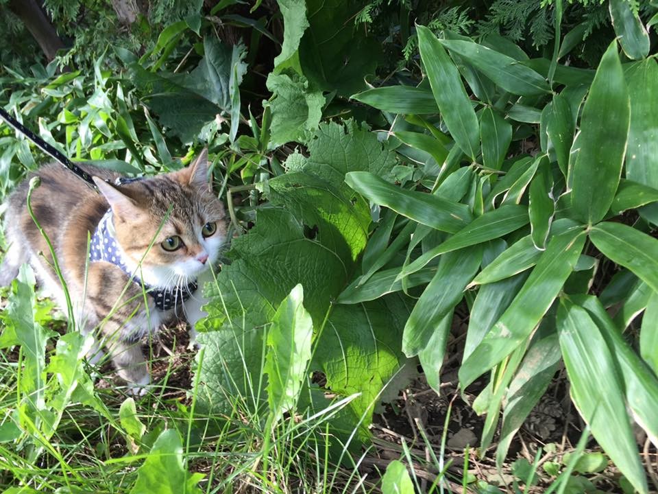 Introducción: Mi Gato