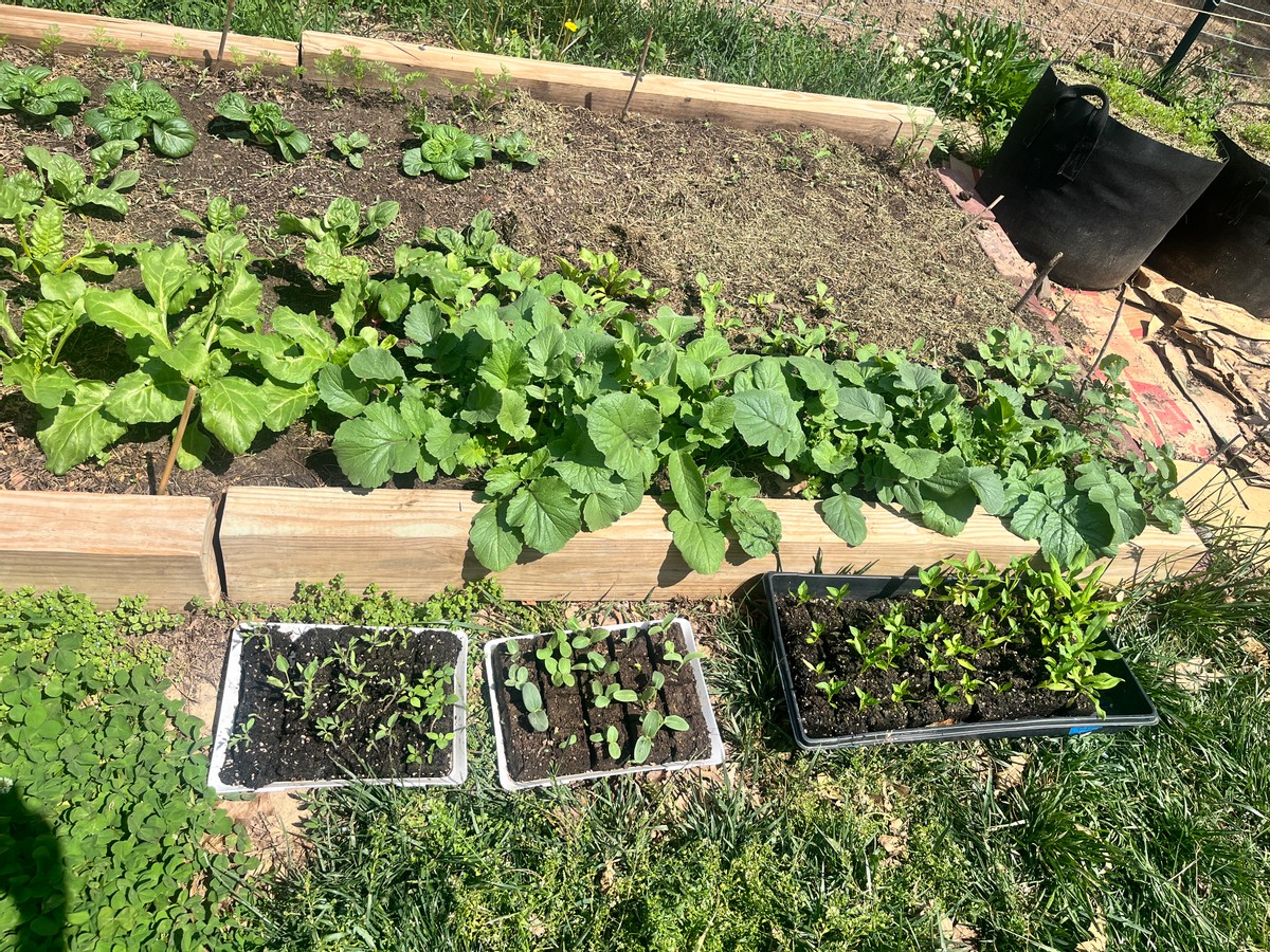 Un fin de semana en mi huerto #1