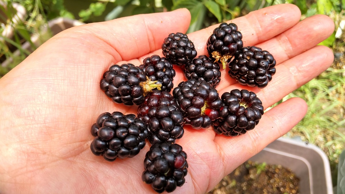 My Homegrown Blackberries