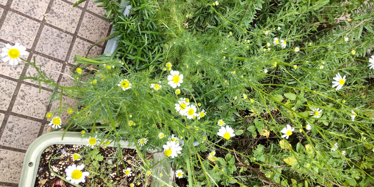 Homegrown Chamomile