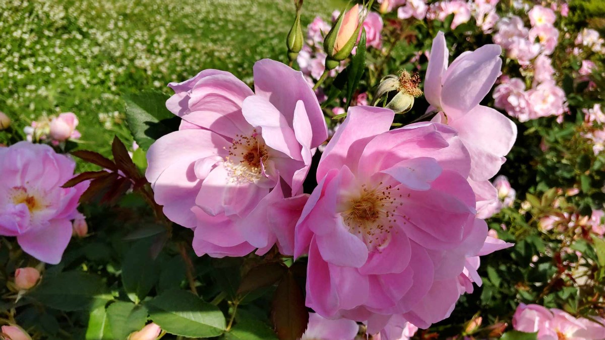 David Austin Rose Garden 