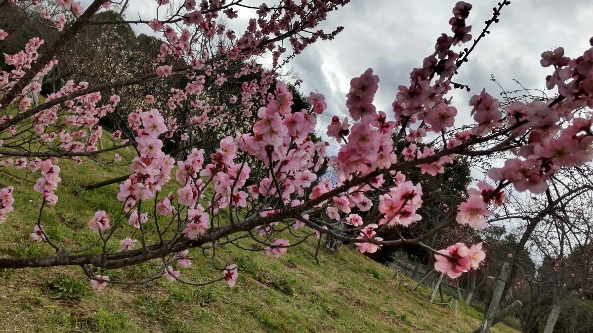 Japanese Plum Blossoms 