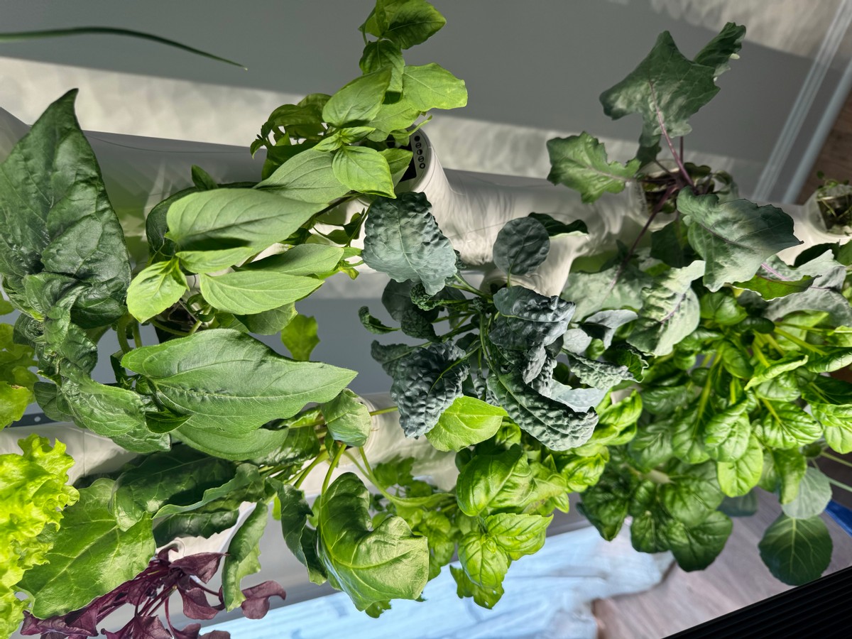 Jardinería por WiFi