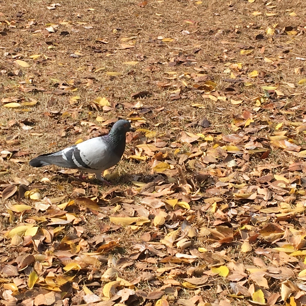 The Bird on Fallen Leaves